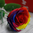 Mýdlová květina - Duhová růže