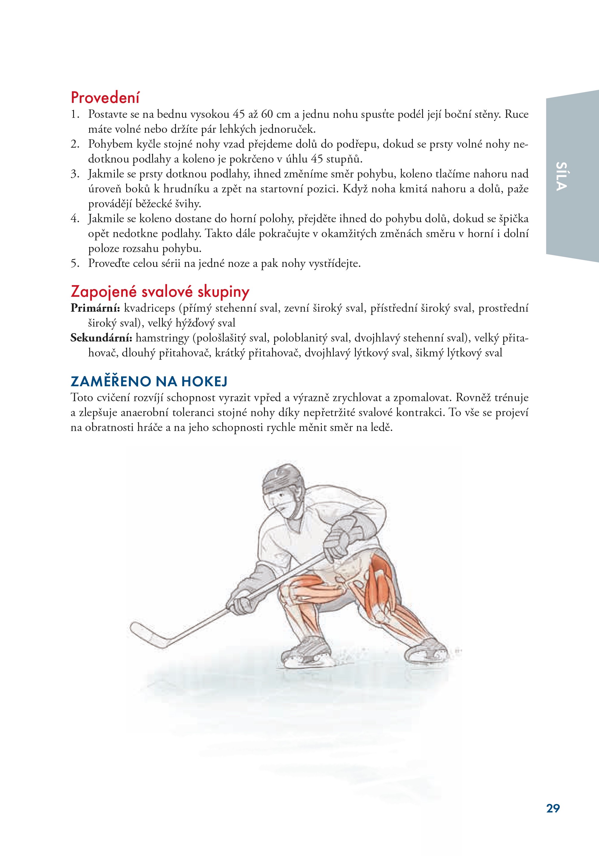 Hokej - anatomie