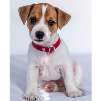 Deka mikroflanel Jack Russell teriér
