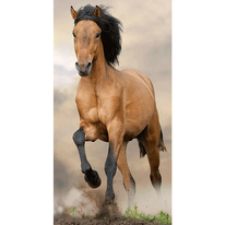 Osuška - hnědý kůň