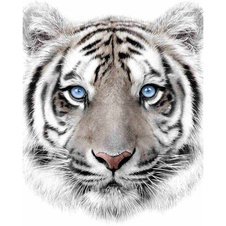 Deka mikroflanel - Bílý tygr
