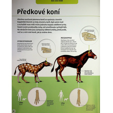 Koně a pony - Vše o koních