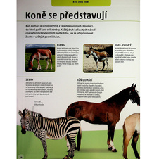 Koně a pony - Vše o koních