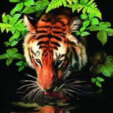 Malování podle čísel - Tygr u vody