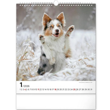 Kalendář 2026 nástěnný: Psi 30 x 34 cm