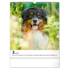 Kalendář 2026 nástěnný: Psi 30 x 34 cm