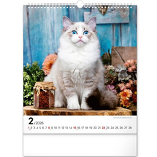 Kalendář 2026 nástěnný: Kočky 30 x 34 cm