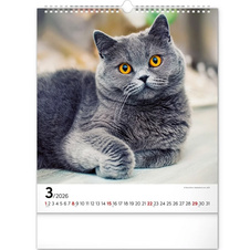 Kalendář 2026 nástěnný: Kočky 30 x 34 cm