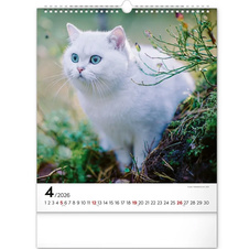 Kalendář 2026 nástěnný: Kočky 30 x 34 cm