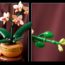 LEGO® Botanicals 10343 Miniaturní orchidej